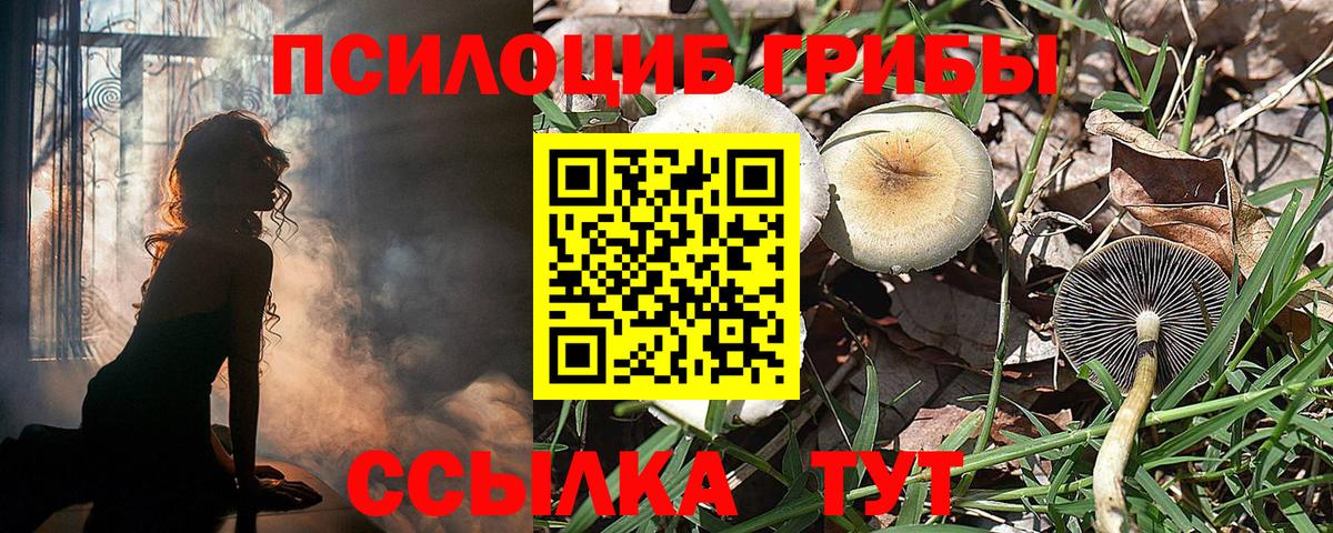 Псилоцибиновые грибы Psilocybe Медногорск